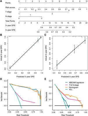 Multi-Size Deep Learning Based Preoperative Computed Tomography Signature for Prognosis Prediction of Colorectal Cancer
